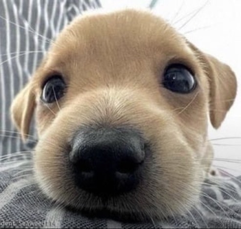cute puppy