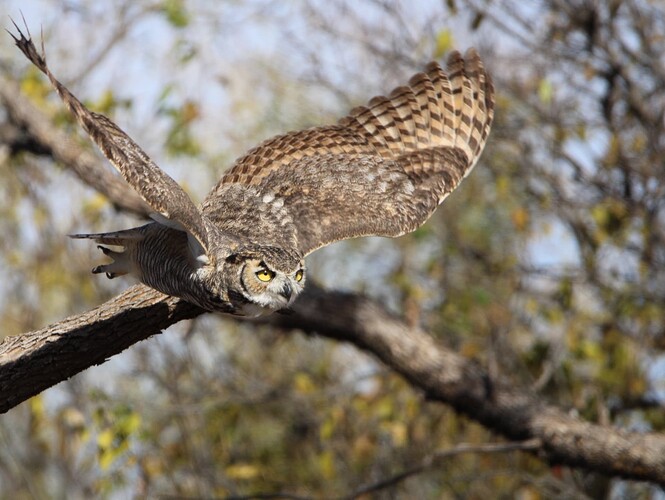 owl-in-flight copy